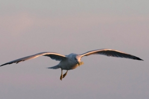 Fall Migration Bird Walk with Expert Birder, Holger Pflicke, at Glen Foerd on the Delaware River!
